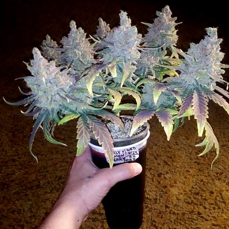 See how ewrecc420 grew 38 grams of dense cannabis buds from an Early Lemon Berry RBx1 plant in a 32 oz McDonald’s cup.