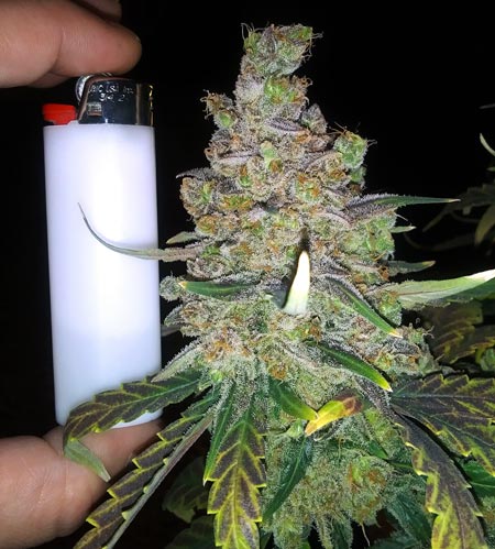 Tiny cannabis grow in a McDonald’s cup using coco/perlite, General Hydroponics Flora, and Early Lemon Berry RBx1 from ETHOS Genetics.
