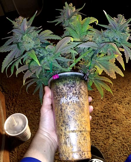 Cannabis plant grown in a 32 oz McDonald’s cup by ewrecc420. Early Lemon Berry RBx1 from ETHOS Genetics produced 38 grams of dense, lemony buds.