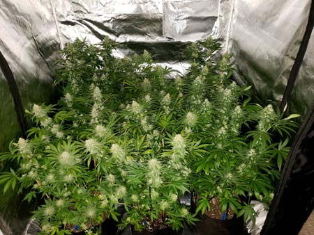Flowering stage 6 days later, yellow leaves and brown spots are spreading