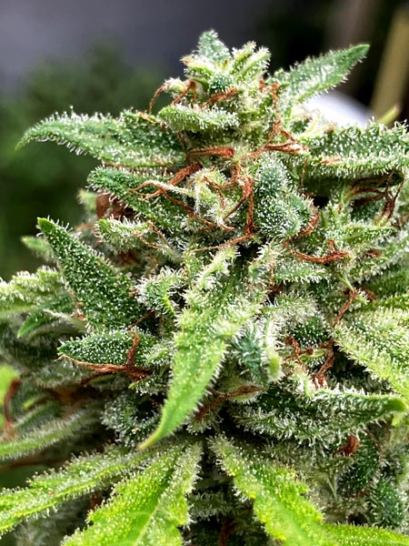 Godfather OG potent bud closeup grown by Harold