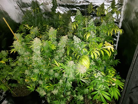 Cannabis harvest - many yellow leaves but great buds