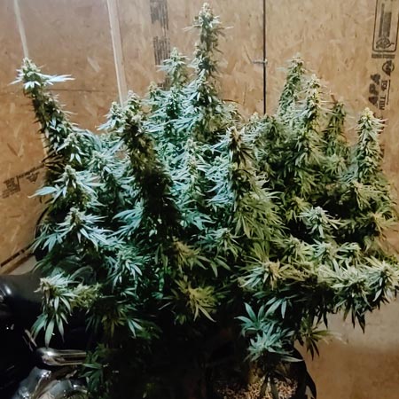 Huge harvest by Randy