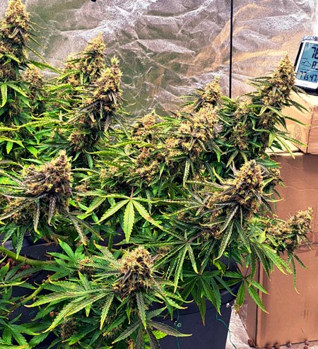Closeup of Ahmad's buds