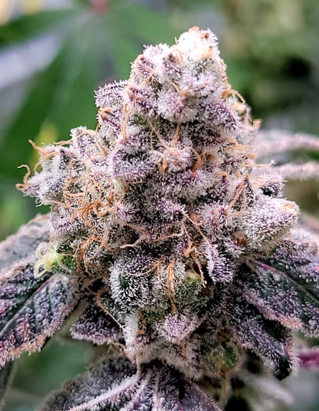 Beautiful bud