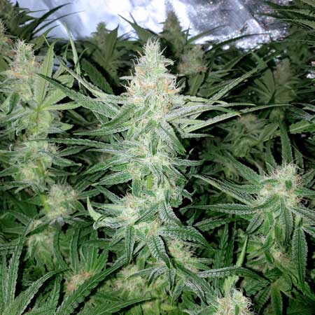 Peyote Critical flowering in week 6 looking pristine