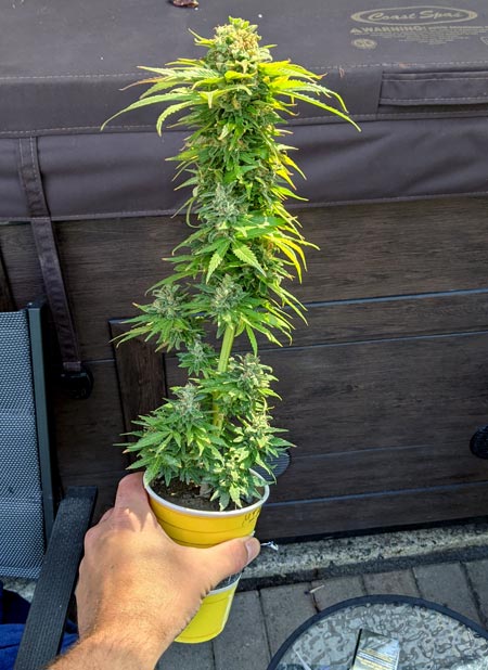 Wizard of Oz shares his cannabis bonsai plant in a yellow solo cup