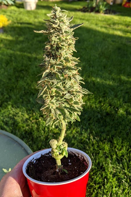 Solo cup cannabis plant with a knot in a bonsai by Wizard of Oz