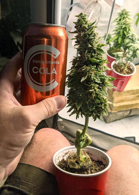 Solo cup cannabis plant with a knot in the stem bonsai by Wizard of Oz