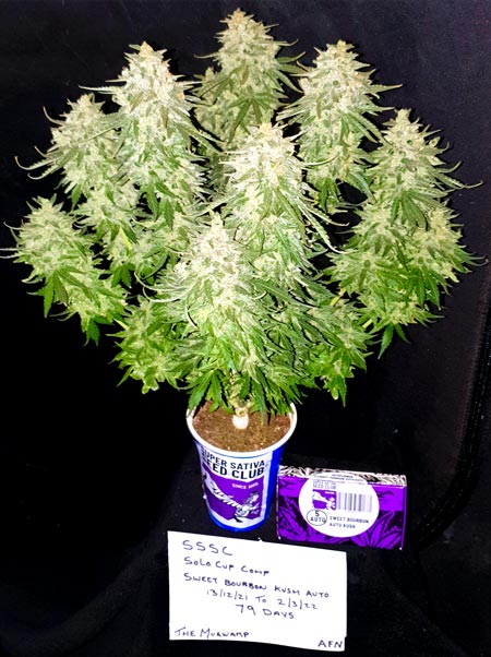 The Mugwamp's beautiful solo cup plant