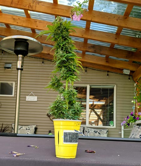 Wizard of Oz shares his cannabis bonsai plant in a yellow solo cup, beautiful background