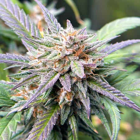 Beautiful buds by Travis
