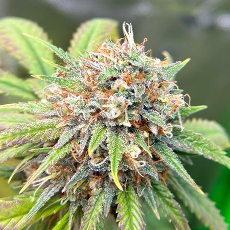 Another beautiful bud by Travis
