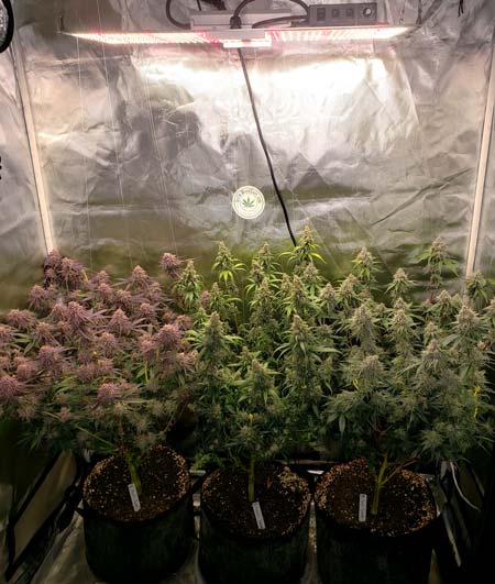 Spider Farmer SF-2000 LED grow light cannabis harvest