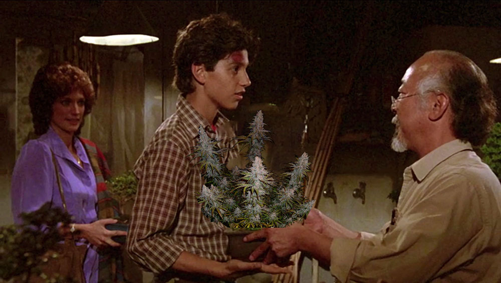 Mr. Miyagi gives Daniel a bonsai plant