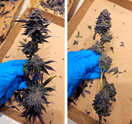 Max showing his purple Wedding Cake before and after trimming (wet trim)
