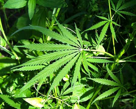 Beautiful outdoor green cannabis leaf
