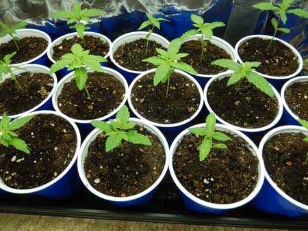 Healthy green cannabis seedlings in solo cups