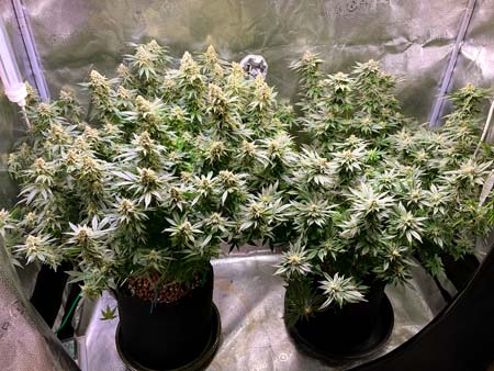 Michelle's plants