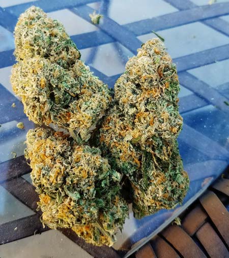 Insane G13 Hashplant cannabis buds. Nice and dense.