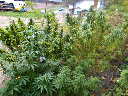 Over time, cannabis growers gain experience and a sense of intuition about the best time to harvest their outdoor marijuana plants. I recommend writing down any observations for next year, pay attention to the plants, and besides that trust your gut and don't hold it against yourself if you make a mistake. Gardening and life is a learning process.