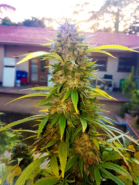 Beginning of outdoor cannabis harvest window - buds are mostly solid and most hairs have curled in