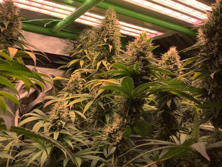 This acapulco-gold cannabis plant can survive the heat.