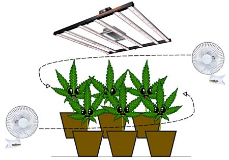 Air circulation makes for happy cannabis plants.
