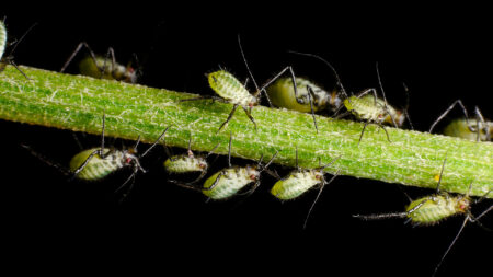 Green Aphids on a cannabis plant in Germany.
