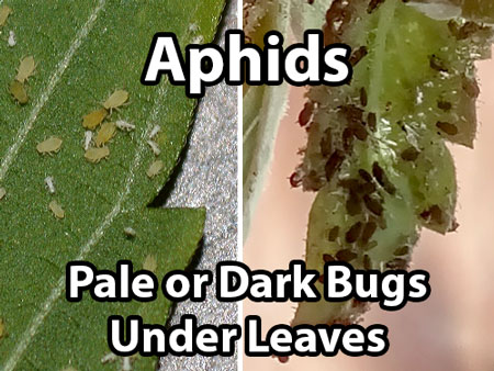 Aphids on cannabis plants (pale, green, or dark round bugs under the leaves in groups)