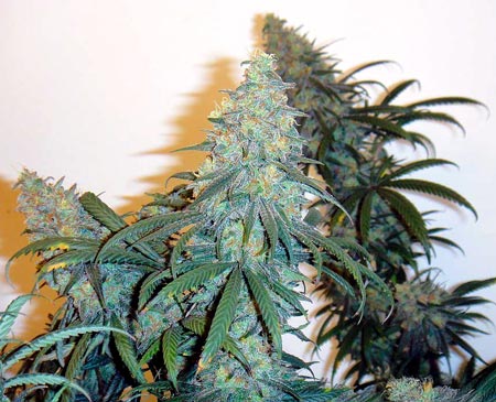 Cake bomb buds come from heat-resistant cannabis seeds.