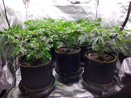 These vegetative cannabis plants are in 5-gallon pots.