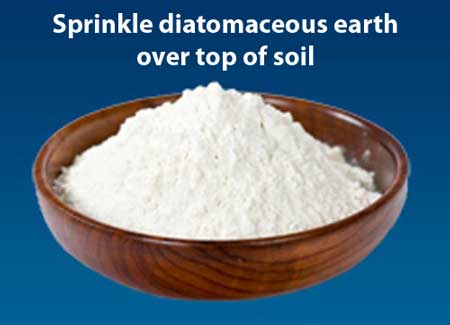 Sprinkle diatomaceous earth over top of soil to kill cannabis thrips.