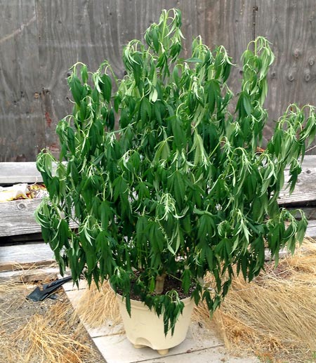 A cannabis plant drooping from heat stress due to 109°F weather outside