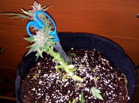 Harvested Pink OG Kush cannabis plant