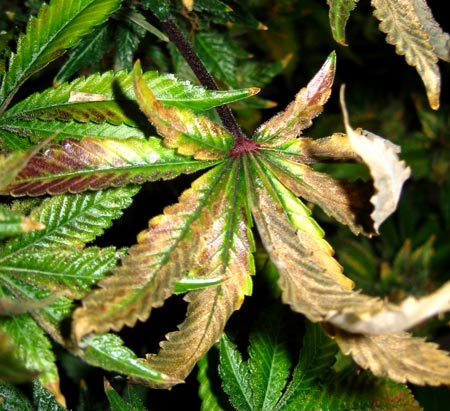 Heat burn on cannabis leaves