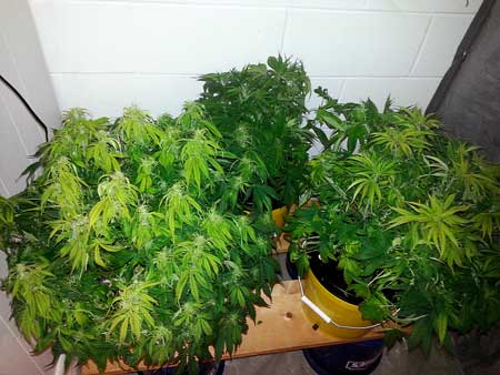 Incorrect pH caused what looks like LED light burn, turning top leaves yellow