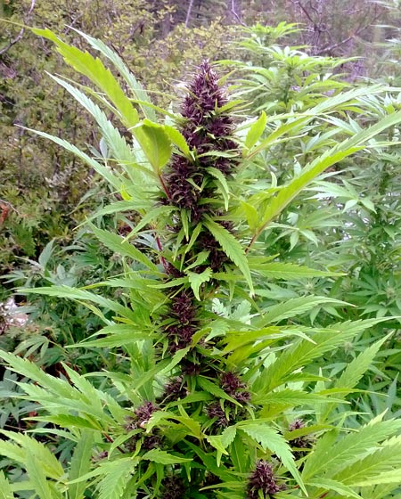 Outdoor Frisian Dew Cannabis Plant with Purple Buds (Mold Resistant)