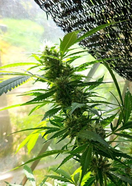 Outdoor heat stress cannabis with a little bit of shade