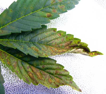 Phosphorus deficiency on this cannabis leaf caused brown spots and curling.