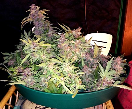 Pink OG Kush buds after harvest