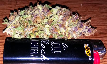 Pink OG Kush cannabis nug after drying and trimming