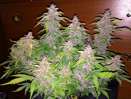 A pink og cush plant just before harvest