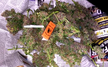 Pink OG Kush plant just after being harvested