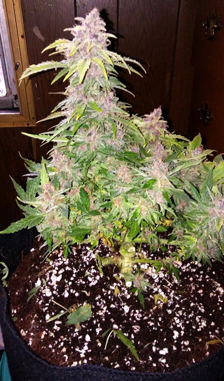 Pink OG Kush plant (mid-harvest)