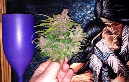 Pink OG Kush plant (nug in hand) at harvest
