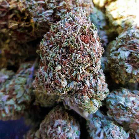 After drying, the pink pistils turn a darker, almost red color. GrowWeedEasy.com