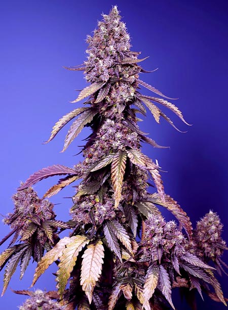 Purple buds on a Black Muffin F1 Fast cannabis plant