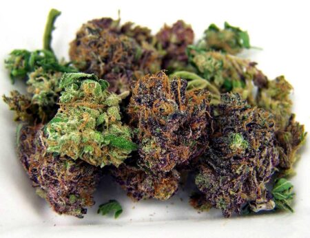 Purple vs green cannabis buds.