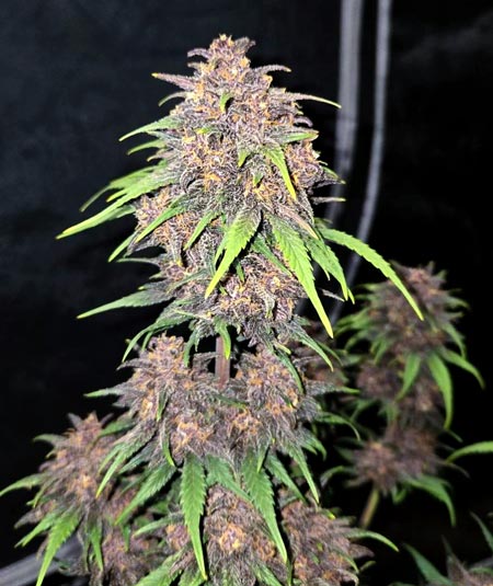 Purple Haze auto by Fastbuds (purple cannabis cola)